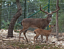 High Quality Deer Breeding