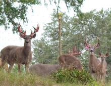 High Quality Deer Breeding